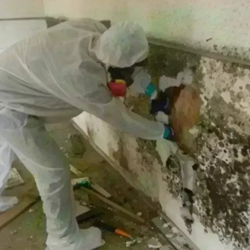 Mold Remediation and Removal in Laveen, AZ